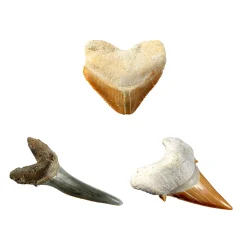 Wetenschapsspellen|Jongens> National Geographic Shark Tooth Dig Kit