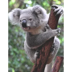 Legpuzzels> Ravensburger puzzel panda en koala 2 x 500 stukjes