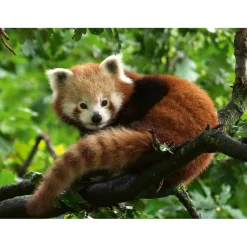 Legpuzzels> Ravensburger Puzzel schattige rode panda 500 stukjes